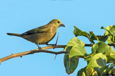 SANHACU DO COQUEIRO (Tangara palmarum)